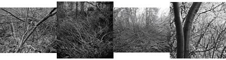 branches composite