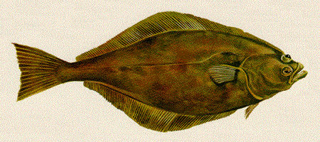 halibut.jpg