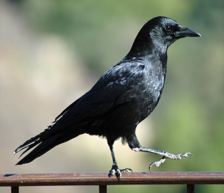 crow.jpg