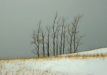 stand_of_cottonwoods.jpg