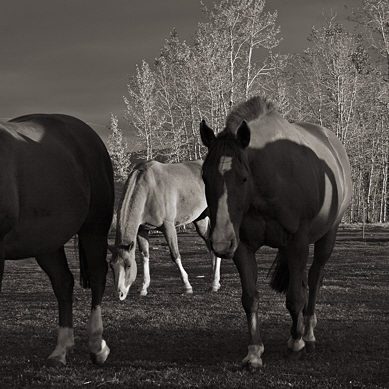 10419-fb_horses_sunset.jpg