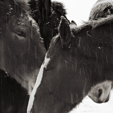 11104-fb_horses_snow.jpg
