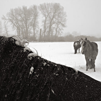 12154c-cg_horses_snow.jpg