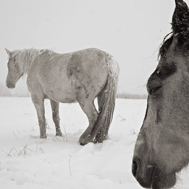 12169b-cg_horses_snow.jpg