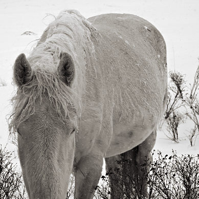 12178c-cg_horses_snow.jpg