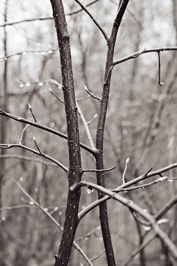 13046-twigs-f56.jpg